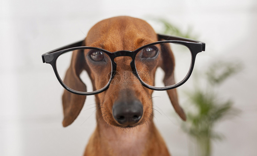 宠物橙戴眼镜的可爱狗分辨率和高质量美丽照片戴眼镜的可爱狗高质量美丽照片概念红色的图片