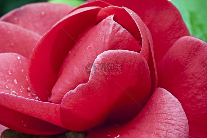 目的意大利托斯卡纳花园红玫瑰朵一种新的图片