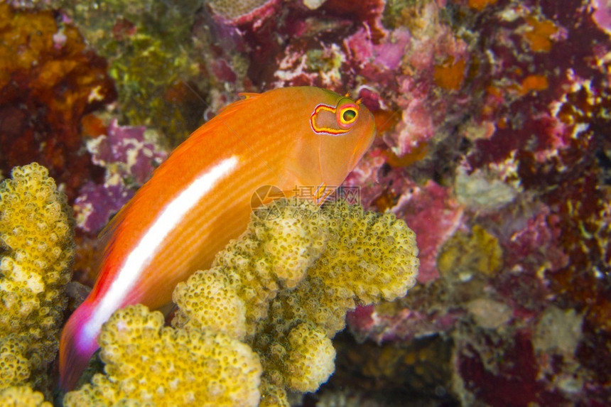 弧眼生态系统绿鹰鱼半角鲑环礁珊瑚南阿里环马尔代夫印度洋亚洲野生动物图片