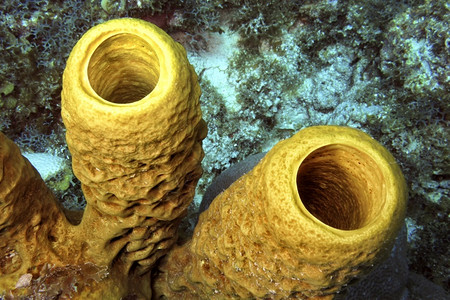 生态旅游黄色的水管海绵珊瑚礁加勒比海吉隆滩古巴美国图片