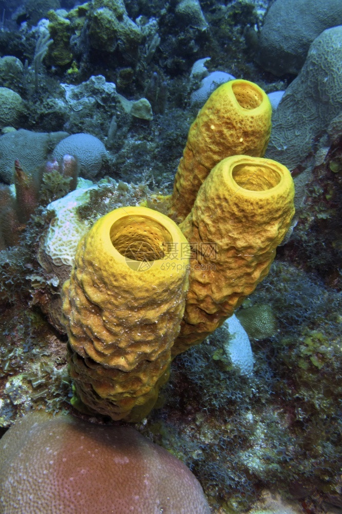 黄色管海绵珊瑚礁加勒比海吉隆滩古巴美国生态系统深的丰富多彩图片