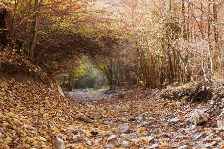 荒野特兰西瓦尼亚在罗马阿普塞公园的山路上植被隧道冒险图片