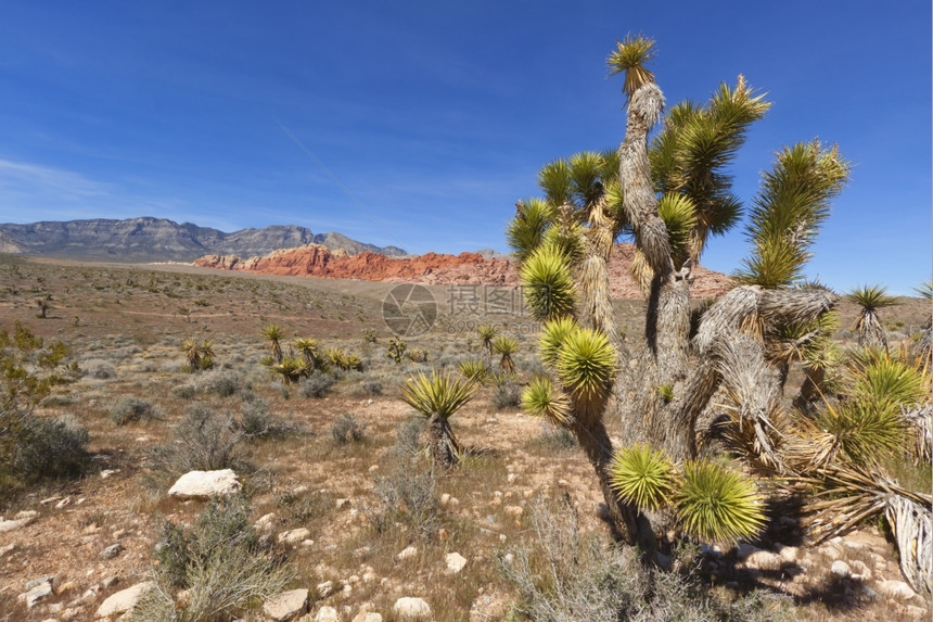 多岩石的蓝色观察莫哈韦沙漠干燥地貌和红岩层土图片