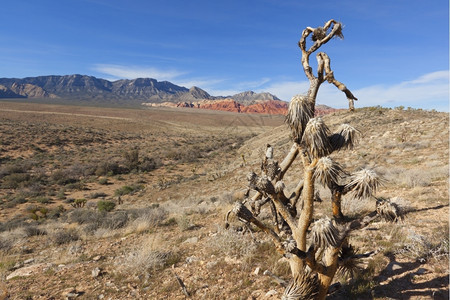 约书亚植物观察莫哈韦沙漠干燥地貌和红岩层荒野图片