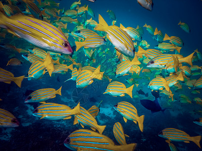 黄色鱼背景菲律宾热带生活图片