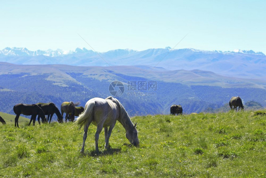 蓝色的和平秋天高加索草地上的马对比图片