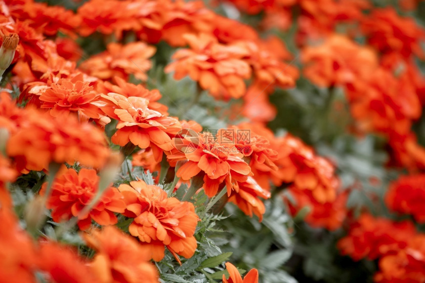 春天美国马龙自然中美丽的是一朵热门的花种植来切出售片剂美国人图片