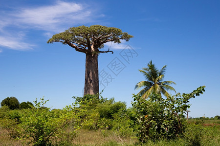 高的马达加斯岛广袤的一棵特别大猴面包树马达加斯岛广袤的一棵特别大猴面包树绿色非洲背景图片