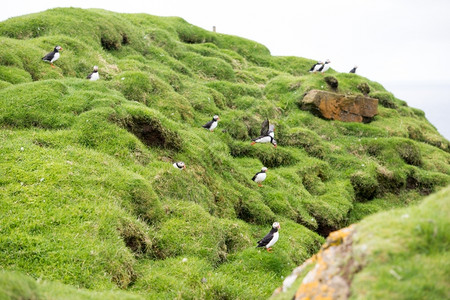 在法罗群岛悬崖上坐着底有海洋的大西雀亚马孙情感鸟类蓝色的图片