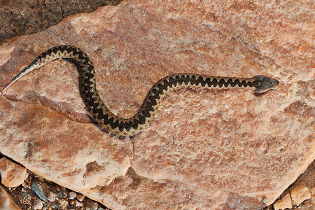 在自然栖息地的岩石上烤生沙毒蛇Vipera管一种鼻角有毒图片