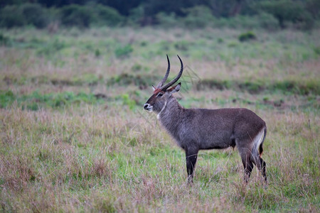 步行非洲羚羊穿过肯尼亚大草原的羚羊穿过肯尼亚大草原的保护图片