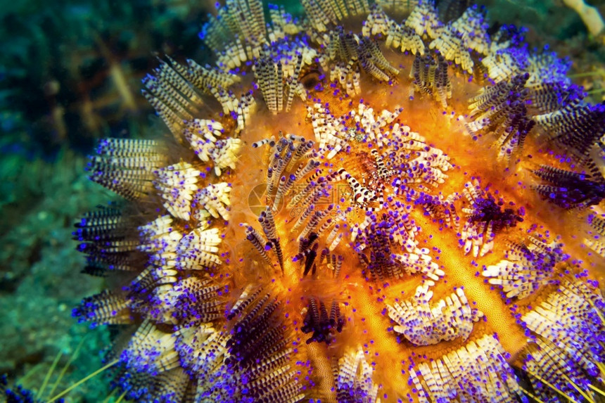 生态系统海胆变火Asthenosomavarium珊瑚礁蓝碧岛北苏拉威西印度尼亚洲环境的图片