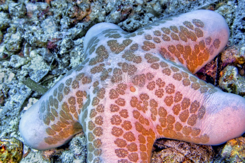 野生动物学GranularSeaStarChoriascergranulatus海星Lembeh北苏拉威西印度尼亚洲图片