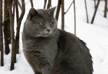 冬天一只坐着雪地的肥大灰猫看着边国内的哺乳动物年轻图片