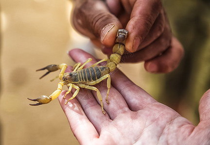 占星术危险的将毒物生Scorpio手握在毒物节肢类动致命图片