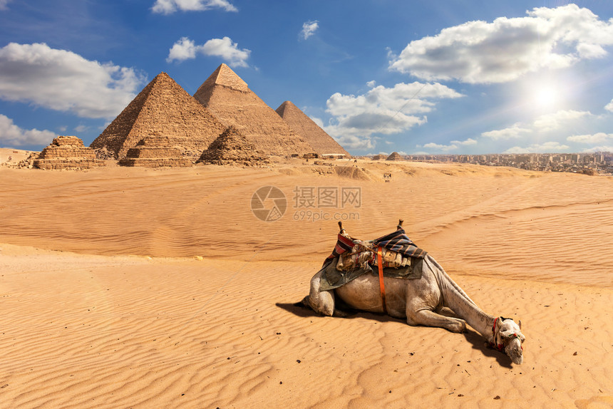美丽的吉萨金字塔和沙漠中的骆驼埃及吉萨金字塔和沙漠中的骆驼埃及古老的太阳图片