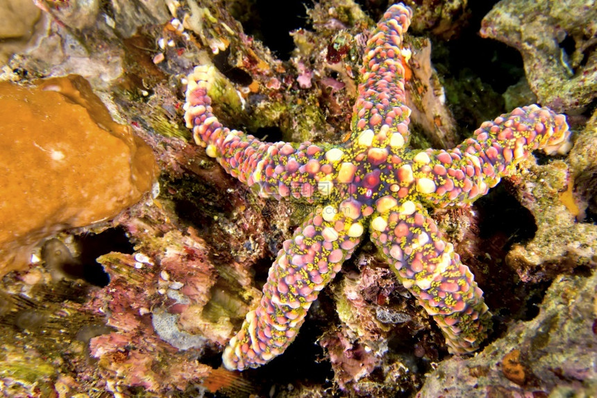 环境生态系统水下疣海星胆胼胝体珊瑚礁蓝碧岛北苏拉威西印度尼亚洲图片