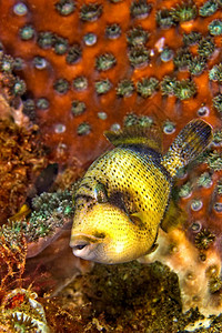 巴里斯托德斯动物群水下的高清图片