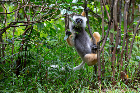 马达加斯岛热带雨林中的一只SifakaLemurLemur哺乳动物森林狐猴背景