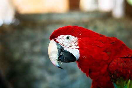 自然彩色鹦鹉红金雕花彩鸟在白背景的树枝上缠绕喙动物图片