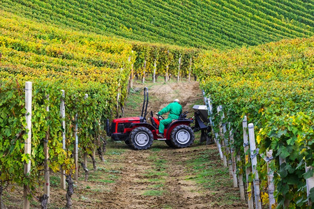 风景意大利著名葡萄酒区皮德蒙特Piedmont五彩缤纷农业图片