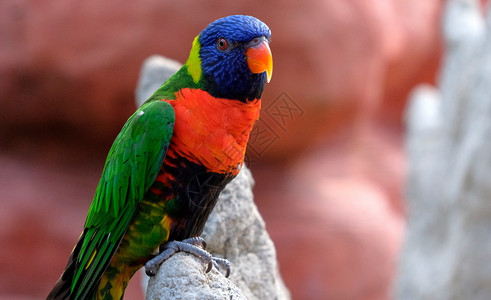 五彩缤纷明亮的一只五颜六色小鹦鹉坐在树枝上的肖像热带鸟洛里家族红色蓝黄和绿近距离观察具有模糊背景的动物多彩姿的羽毛鸟类荷兰一只五背景图片