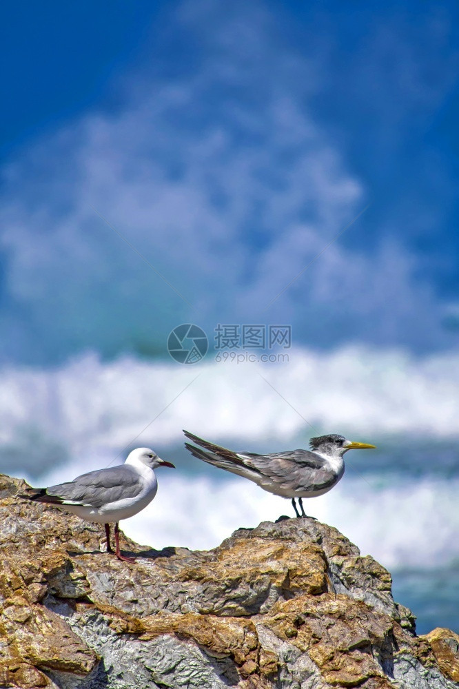 景观岬旅行灰头鸥和大凤燕环海Thalasseusbergii沃克湾自然保护区干斯拜西开普省南非洲图片