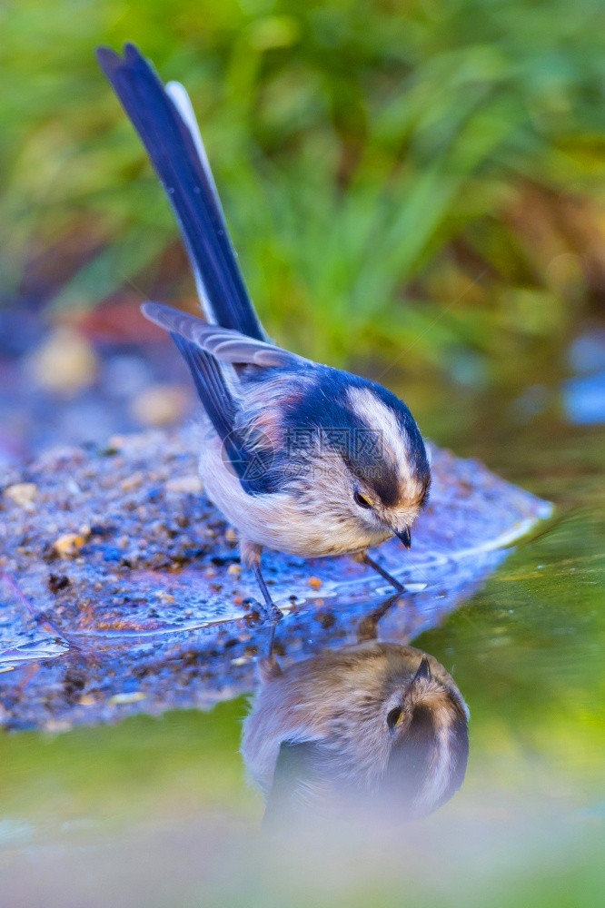 长尾山雀Aegithaloscaudatus森林池塘西班牙森林卡斯蒂利亚和莱昂西班牙欧洲羽毛洗澡自然图片