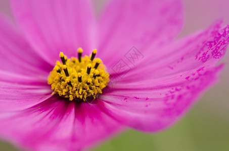 品红紫色的粉宇宙花朵紧贴着一粉色宇宙的花柔软图片