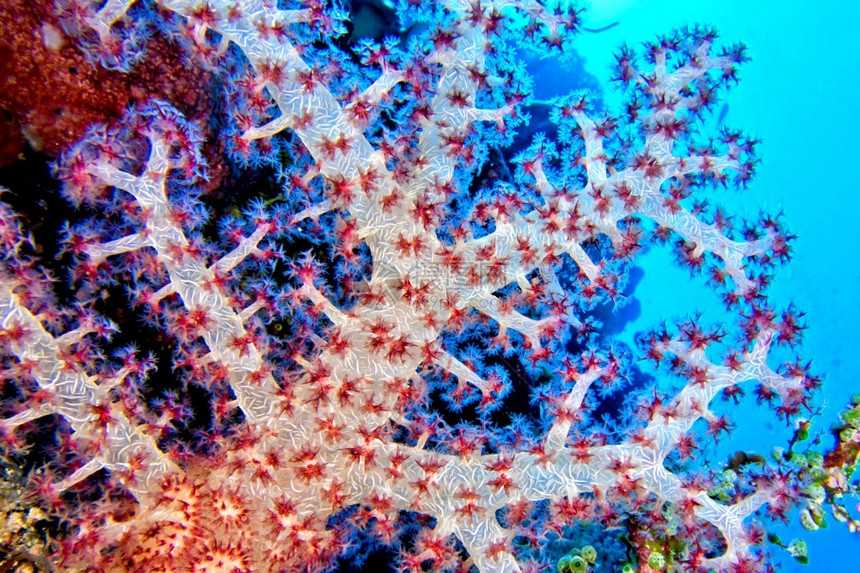 观察生态旅游保护多砍伐树木软珊瑚礁布纳肯海洋公园布纳肯北苏拉威西印度尼亚洲图片