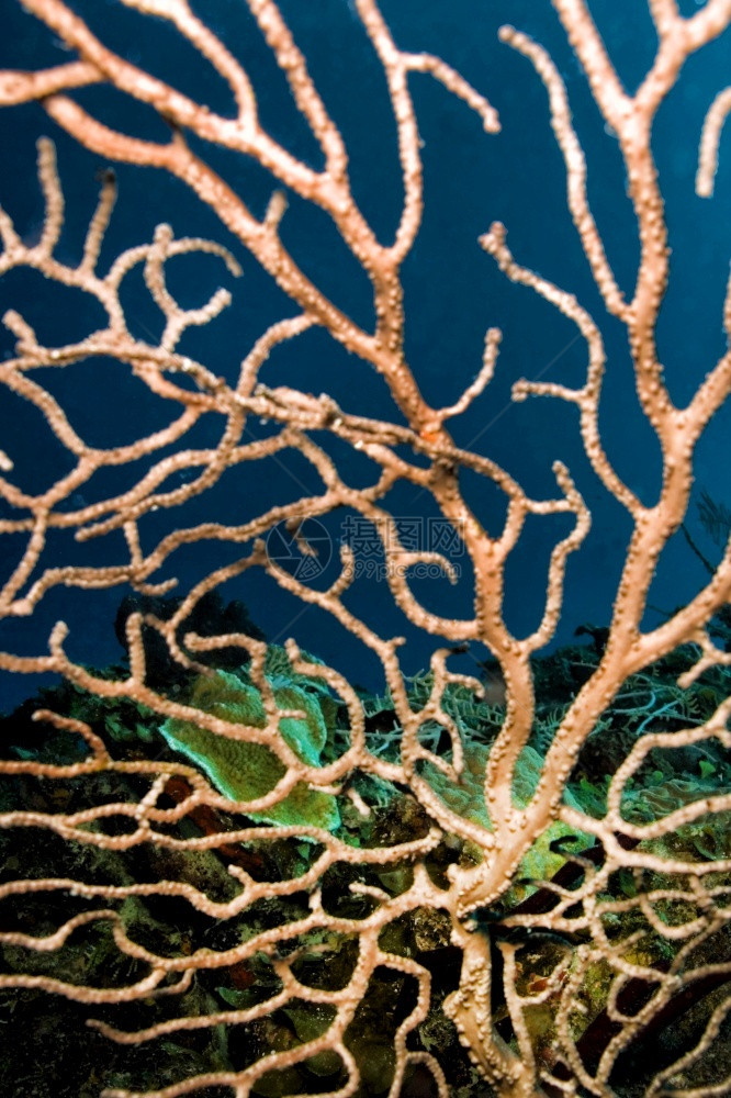 亚洲可爱的生物学Gorgonian海扇鞭珊瑚礁加勒比海PlayaGiron古巴美国图片