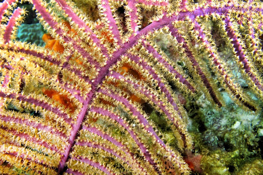 水肺普拉亚动物学Gorgonian海扇鞭珊瑚礁加勒比海PlayaGiron古巴美国图片