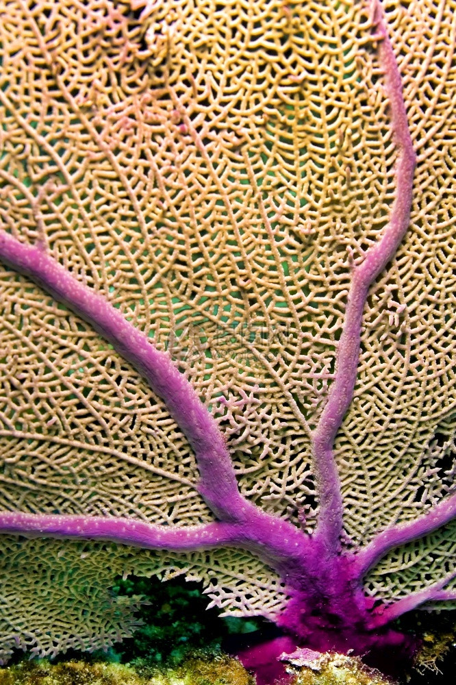 Gorgonian海扇鞭珊瑚礁加勒比海PlayaGiron古巴美国动物学生活栖息地图片