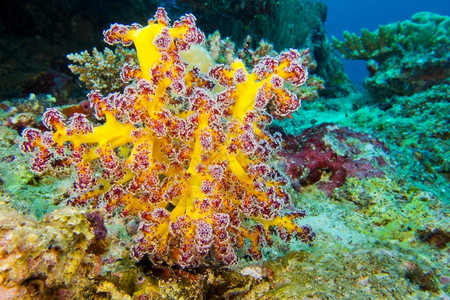 海热带生态多种砍伐的树木珊瑚礁南阿里环马尔代夫印度洋亚洲图片