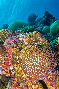 相机生物海洋珊瑚礁建筑南阿里环岛马尔代夫印度洋亚洲图片