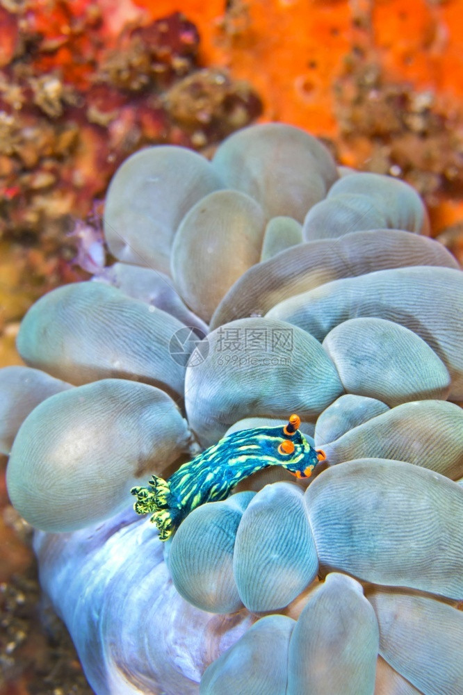 潜艇深的美丽海蛞蝓KubaryanasNembrothaNembrothakubaryana珊瑚礁蓝碧岛北苏拉威西印度尼亚洲图片