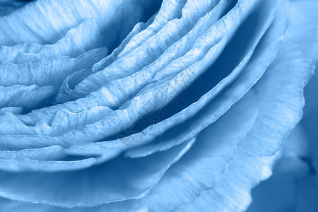 分段特里Floral背景的Ranunculus以时态色彩经典蓝宏观关闭为主题彩色贺卡生活方式博客社交媒体20年调色板水平概念颜蓝背景图片