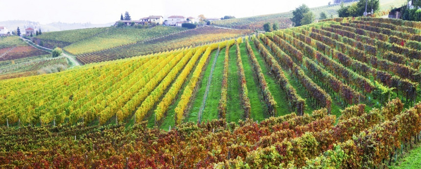 托斯卡纳酿酒收成意大利皮埃蒙特美丽的秋风景意大利皮埃蒙特葡萄园和风景优美的乡村图片