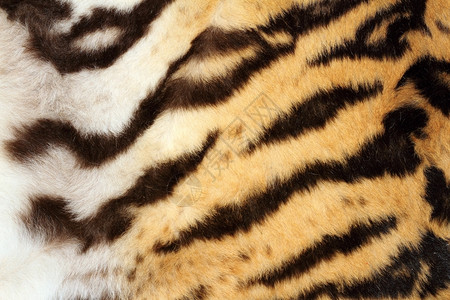 野猫孟加拉豹有趣的老虎毛皮细节动物的真正纹理图片