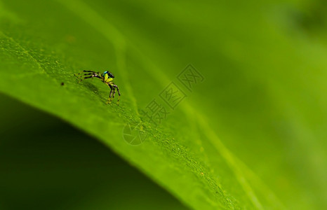 小黄蜘蛛宝绿叶上的小黄蜘蛛宝关闭世界的宏观照片绿色生物学恐惧图片