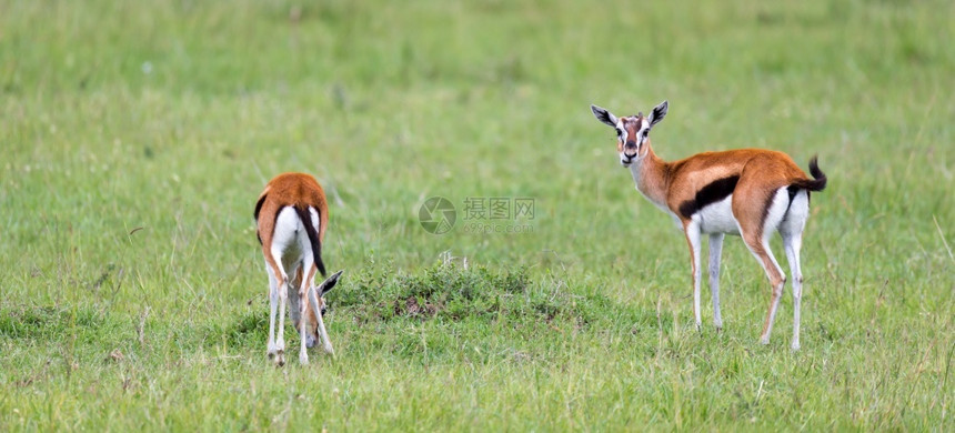 喇叭稀树草原肯尼亚大上的汤姆森瞪羚在一片草地中肯尼亚大草原的汤姆森瞪羚在草地中野生动物图片