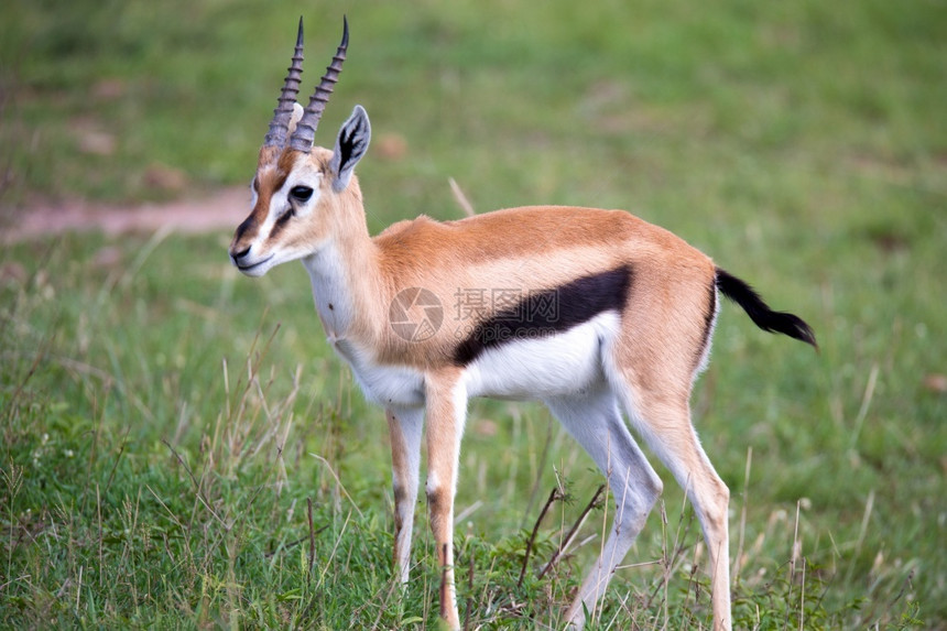 白色的有角肯尼亚大草原上的汤姆森瞪羚在一片草地中肯尼亚大草原的汤姆森瞪羚在草地民图片