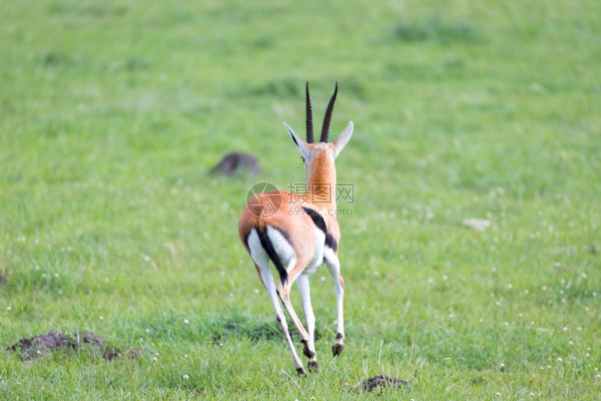旅游肯尼亚大草原上的汤姆森瞪羚在一片草地中肯尼亚大草原的汤姆森瞪羚在草地中塞伦盖蒂萨凡纳图片