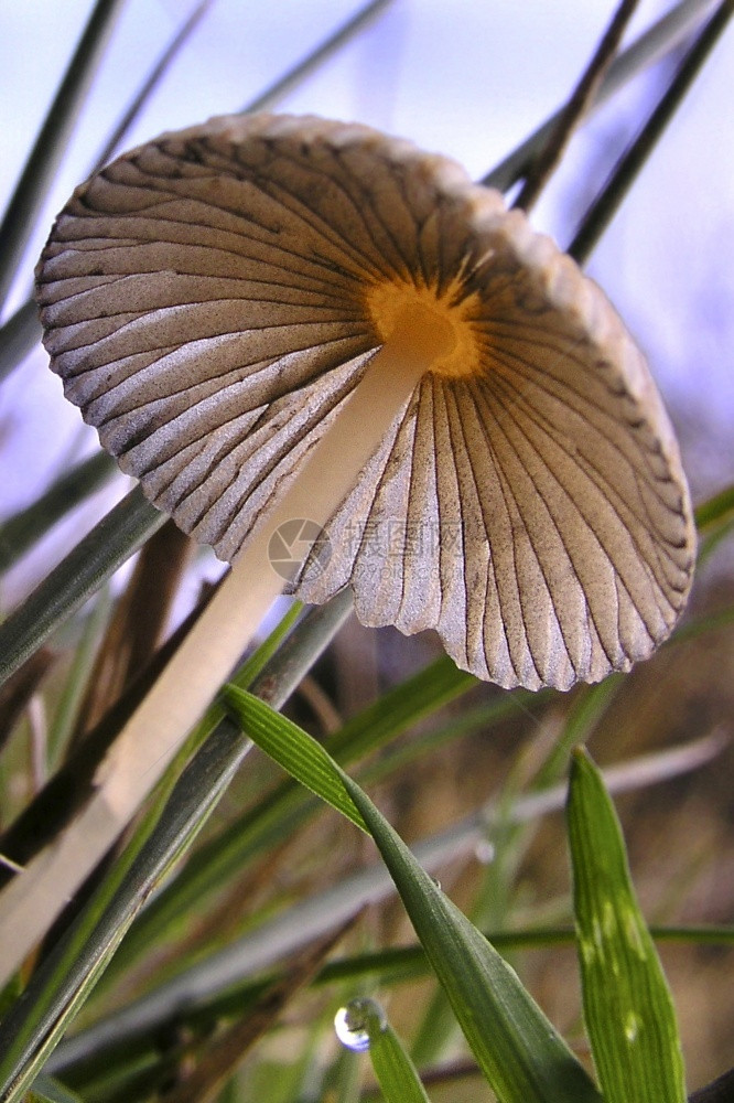 植物的神秘野生蘑菇SierradeGuadarrama公园塞哥维亚卡斯蒂利和莱昂西班牙欧洲植物学图片