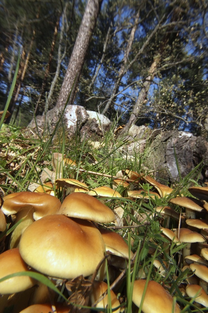 生态旅游野蘑菇SierradeGuadarrama公园塞哥维亚卡斯蒂利和莱昂西班牙欧洲旅游脆弱的图片