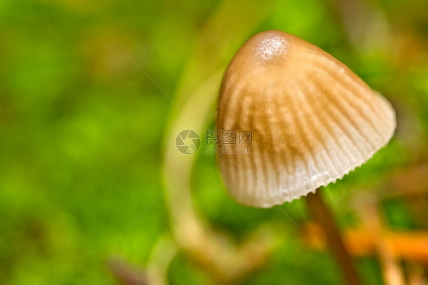 野生蘑菇SierradeGuadarrama公园塞哥维亚卡斯蒂利和莱昂西班牙欧洲可爱的生物学脆弱图片