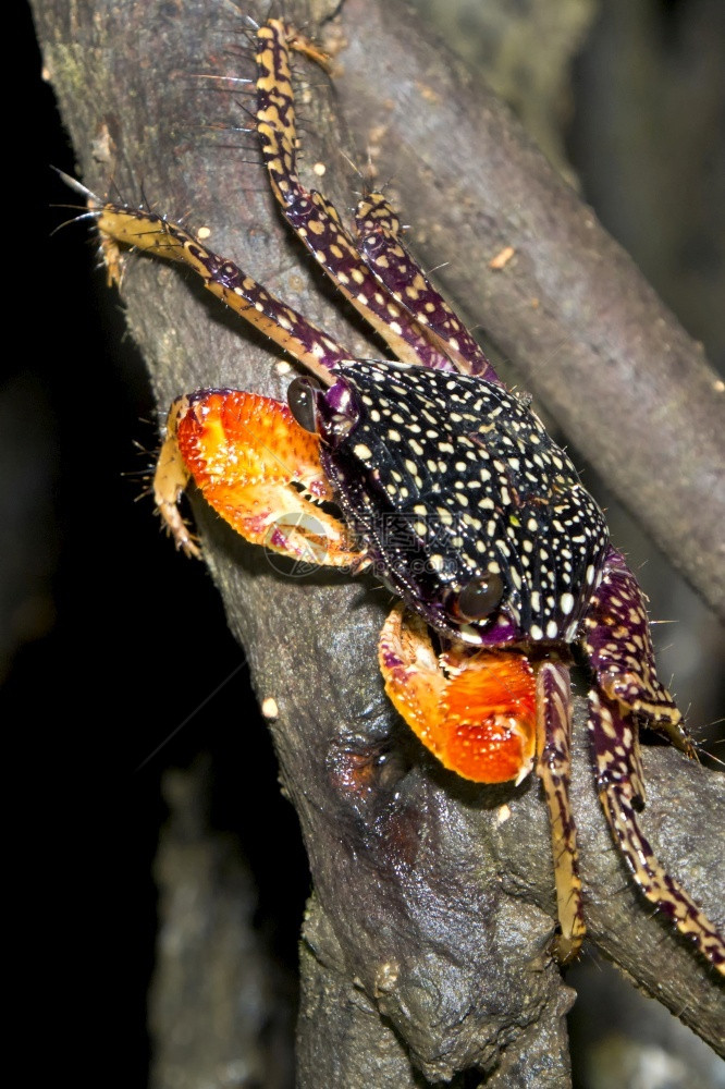 生态系统美丽野动物红树林蟹马里诺巴莱纳公园乌维塔德奥萨蓬雷纳斯哥达黎加中美洲国图片