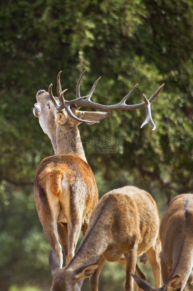 鹿角美丽野生动物红鹿CervuselaphusRutting季节Monfrague公园生物圈保护区卡塞雷斯省埃特马杜拉西班牙欧洲图片