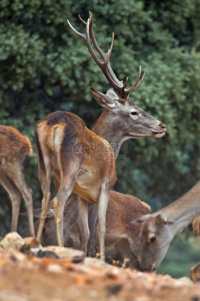 草食野生动物红鹿CervuselaphusRutting季节Monfrague公园生物圈保护区卡塞雷斯省埃特马杜拉西班牙欧洲蒙弗图片