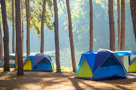 树林里的帐篷图片